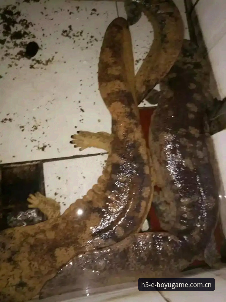 揭秘博鱼综合平台登录障碍背后的真相：2025新版无法访问的完整解决方案